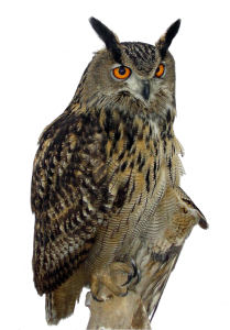 Owl PNG-26802